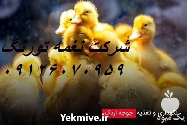 فروش ویژه جوجه اردک یک روزه در تهران در گروه مرغ و خروس و بوقلمون و اردک قو قاز در یکمیوه -عکس1
