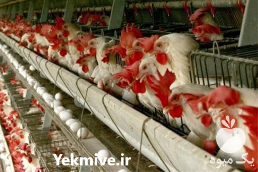 فروش مرغ تخمگذار در تهران در گروه مرغ و خروس و بوقلمون و اردک قو قاز در یکمیوه -عکس1