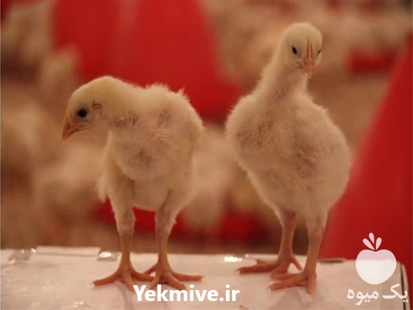 فروش جوجه یک روزه گوشتی در تهران در گروه مرغ و خروس و بوقلمون و اردک قو قاز در یکمیوه -عکس1