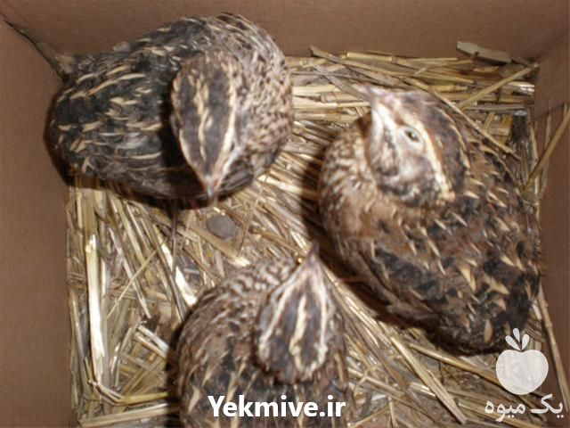 فروش تجهیزات پرورش بلدرچین در تهران در گروه تجهیزات دام و طیور - خرید فروش نو دسته دوم در یکمیوه -عکس1