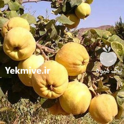 میوه به اصفهانی درجه یک سوپر در کرمان  در گروه خرید فروش عمده میوه به - فروش میوه به اصفهان در یکمیوه -عکس1