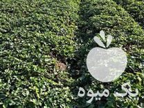 فروش بوته توت فرنگی در کوهی خیل در گروه خرید فروش نهال - انواع گردو پسته بادام سلطانی انگور در یکمیوه -عکس1