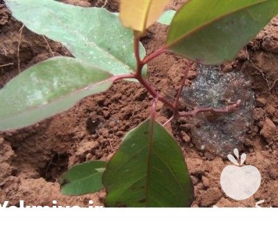 فروش سوپر جاذب و نگهدارنده آب در تهران در گروه خرید فروش کود و مواد شیمیایی - اوره پتاس مرغی کمپوست آهن در یکمیوه -عکس1