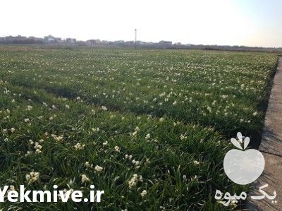 فروش پیاز نرگس شهلا یا شیراز در تهران در گروه خرید فروش عمده گیاهان زینتی - گرمسیری آپارتمانی باغچه آب در یکمیوه -عکس1