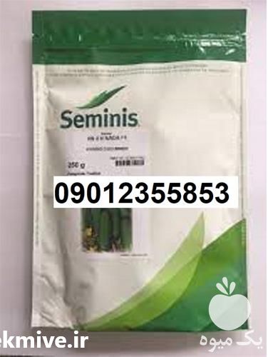 فروش بذر خیار n 2 با کیفیت در اصفهان در گروه خرید فروش بذر - انواع محصول کشاورزی گوجه کتان میوه درخت در یکمیوه -عکس1