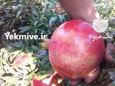 اجاره باغ انار اشکفتو و رباب در داراب در گروه خرید فروش عمده انار - ساوه شیراز شیرین ترش در یکمیوه -عکس1