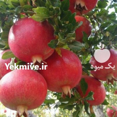 اجاره باغ انار اشکفتو و رباب در داراب در گروه خرید فروش عمده انار - ساوه شیراز شیرین ترش در یکمیوه -عکس2