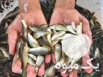 فروش بچه ماهی کپور مجارستانی در سنندج در گروه ماهی کپور - ماهیان معمولی علف خوار پرورشی خرید و فروش در یکمیوه -عکس1