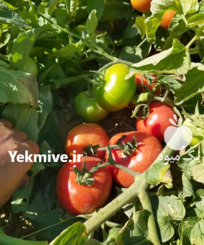 آگهی مشابه گورجه 8320 سبز و دو رنگ و قرمز در سعادت شهر در گروه خرید فروش عمده گوجه فرنگی - فرنگی سبز قرمز سیاه کبابی ربی در یکمیوه