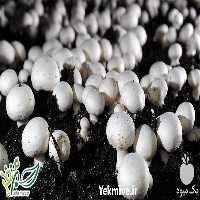 آموزش پرورش قارچ دکمه ای در تهران در گروه مشاوره - راه اندازی بازاریابی کسب درآمد بهبود کسب و کار در یکمیوه