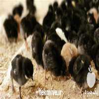 فروش جوجه مرغ یک ماهه بلک استار در تهران در گروه مرغ و خروس و بوقلمون و اردک قو قاز در یکمیوه