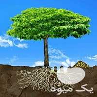 کود برای تولید چوب در درخت صنوبر در تهران در گروه خرید فروش کود و مواد شیمیایی - اوره پتاس مرغی کمپوست آهن در یکمیوه