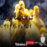 فروش ویژه جوجه اردک یک روزه در تهران در گروه مرغ و خروس و بوقلمون و اردک قو قاز در یکمیوه