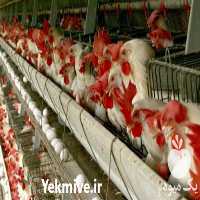 فروش مرغ تخمگذار در تهران در گروه مرغ و خروس و بوقلمون و اردک قو قاز در یکمیوه