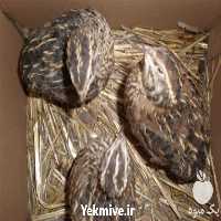 فروش تجهیزات پرورش بلدرچین در تهران در گروه تجهیزات دام و طیور - خرید فروش نو دسته دوم در یکمیوه