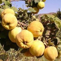 میوه به اصفهانی درجه یک سوپر در کرمان  در گروه خرید فروش عمده میوه به - فروش میوه به اصفهان در یکمیوه