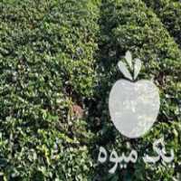 فروش بوته توت فرنگی در کوهی خیل در گروه خرید فروش نهال - انواع گردو پسته بادام سلطانی انگور در یکمیوه