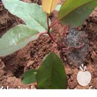 فروش سوپر جاذب و نگهدارنده آب در تهران در گروه خرید فروش کود و مواد شیمیایی - اوره پتاس مرغی کمپوست آهن در یکمیوه