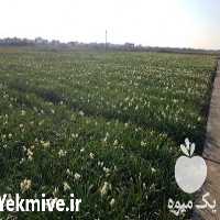 فروش پیاز نرگس شهلا یا شیراز در تهران در گروه خرید فروش عمده گیاهان زینتی - گرمسیری آپارتمانی باغچه آب در یکمیوه