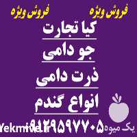 فروش جو در تهران در گروه خرید فروش عمده گندم و جو - بلغور شیرازی فروش عمده محصول کشاورزی در یکمیوه