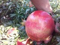 اجاره باغ انار اشکفتو و رباب در داراب در گروه خرید فروش عمده انار - ساوه شیراز شیرین ترش در یکمیوه