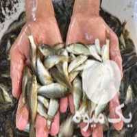 فروش بچه ماهی کپور مجارستانی در سنندج در گروه ماهی کپور - ماهیان معمولی علف خوار پرورشی خرید و فروش در یکمیوه