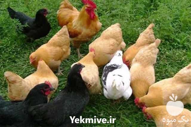 فروش جوجه مرغ گلپایگانی در تهران در گروه مرغ و خروس و بوقلمون و اردک قو قاز در یکمیوه -عکس1