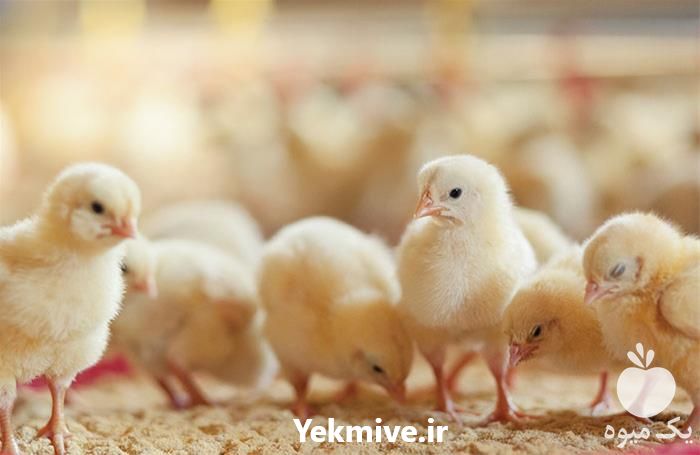 فروش پرورش مرغ گوشتی در تهران در گروه مرغ و خروس و بوقلمون و اردک قو قاز در یکمیوه -عکس1