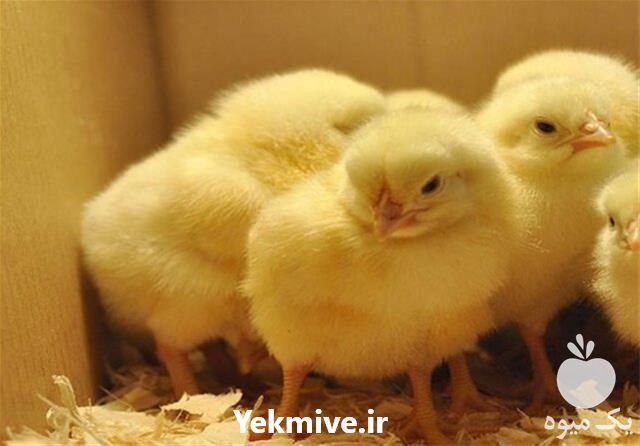 فروش جوجه یکروزه گوشتی راس در تهران در گروه مرغ و خروس و بوقلمون و اردک قو قاز در یکمیوه -عکس1