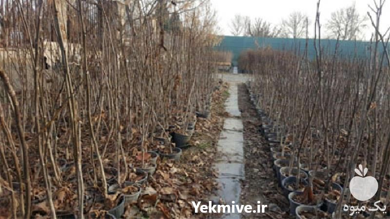 فروش نهال گردو خوشه ای در همدان در گروه خرید فروش نهال - انواع گردو پسته بادام سلطانی انگور در یکمیوه -عکس1