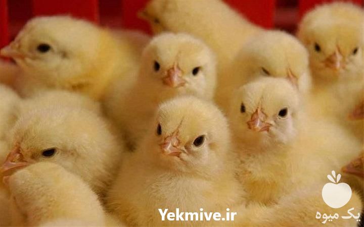 فروش جوجه گوشتی با ماشین های تحت نظارت دامپژشکی در تهران در گروه مرغ و خروس و بوقلمون و اردک قو قاز در یکمیوه -عکس1