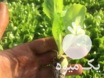 فروش انواع نشا کاهو کلم در تهران در گروه خرید فروش نشا - انواع گوجه برنج کاهو پیاز کاری فرنگی در یکمیوه -عکس1