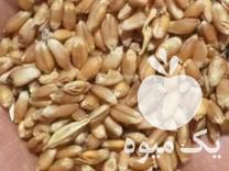 فروش خوراک دام با نازلترین قیمت در ساری در گروه خوراک دام و طیور - پرواری شیری علوفه یونجه در یکمیوه -عکس1