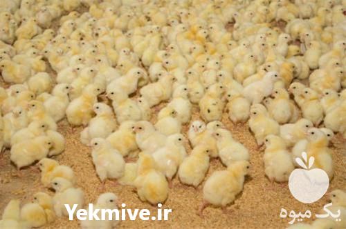 فروش جوجه یکروزه گوشتی در تهران در گروه مرغ و خروس و بوقلمون و اردک قو قاز در یکمیوه -عکس1