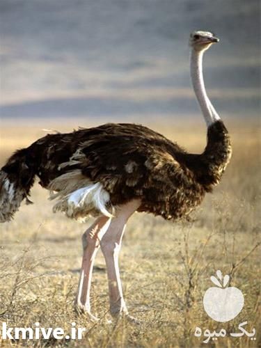 فروش جوجه شترمرغ در تهران در گروه انواع تخم ها - مرغ بوقلمون پرنده عمده کشاورزی در یکمیوه -عکس1