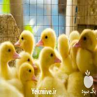 فروش جوجه یک روزه اردک پکنی در تهران در گروه مرغ و خروس و بوقلمون و اردک قو قاز در یکمیوه