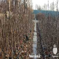 فروش نهال گردو خوشه ای در همدان در گروه خرید فروش نهال - انواع گردو پسته بادام سلطانی انگور در یکمیوه