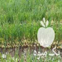 فروش نشا پیاز  در دهبارز در گروه خرید فروش نشا - انواع گوجه برنج کاهو پیاز کاری فرنگی در یکمیوه