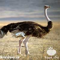 فروش جوجه شترمرغ در تهران در گروه انواع تخم ها - مرغ بوقلمون پرنده عمده کشاورزی در یکمیوه