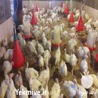 فروش جوجه یک روزه در تهران در گروه مرغ و خروس و بوقلمون و اردک قو قاز در یکمیوه