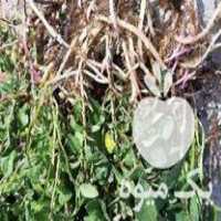 فروش ریشه ریزوم  نعنا فلفلی در قدس در گروه سایر محصولات فرنگی فروش عمده در یکمیوه