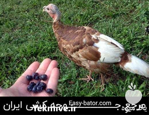 فروش بوقلمون برنز و بیوتی در تهران در گروه مرغ و خروس و بوقلمون و اردک قو قاز در یکمیوه -عکس1