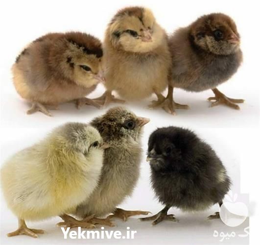 فروش جوجه یکروزه گلپایگانی در تهران در گروه مرغ و خروس و بوقلمون و اردک قو قاز در یکمیوه -عکس1