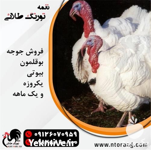 فروش جوجه بوقلمون but یک ماهه در تهران در گروه مرغ و خروس و بوقلمون و اردک قو قاز در یکمیوه -عکس1