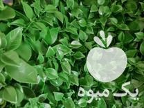 فروش دیوار سیز یا گرین وال در تهران در گروه سازنده - گلخانه باغ مدرن سالن صنعتی سوله انبار در یکمیوه -عکس1