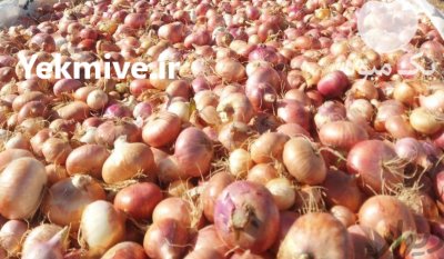 فروش پیاز محلی در دهگلان در گروه خرید فروش عمده پیاز - قرمز سفید زرد ترشی تازه انباری در یکمیوه