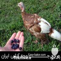 فروش بوقلمون برنز و بیوتی در تهران در گروه مرغ و خروس و بوقلمون و اردک قو قاز در یکمیوه