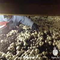 آموزش تکثیر و پرورش قارچ در تهران در گروه مشاوره - راه اندازی بازاریابی کسب درآمد بهبود کسب و کار در یکمیوه