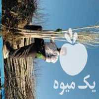 فروش نهال صنوبر سپیدار  در آذربایجان شرقی در گروه خرید فروش نهال - انواع گردو پسته بادام سلطانی انگور در یکمیوه