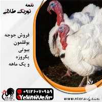 فروش جوجه بوقلمون but یک ماهه در تهران در گروه مرغ و خروس و بوقلمون و اردک قو قاز در یکمیوه